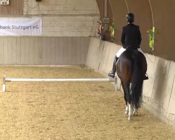 dressage horse Romero C (Oldenburg, 2003, from Rosario 37)