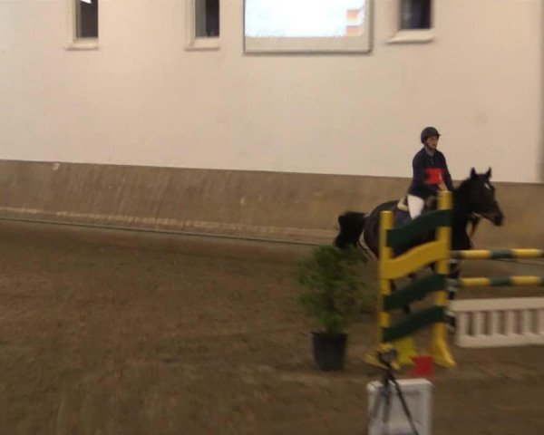 jumper Indira LB (Oldenburg, 2005, from Licanto)