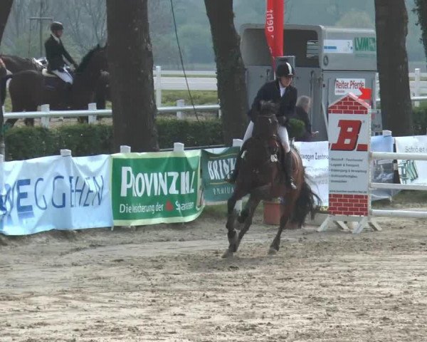 jumper Halali 40 (Oldenburg, 2004, from Licanto)