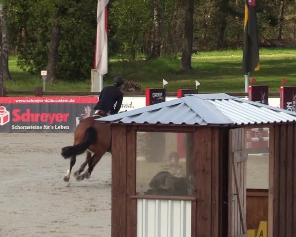 Reitturnier Westergellersen 2021