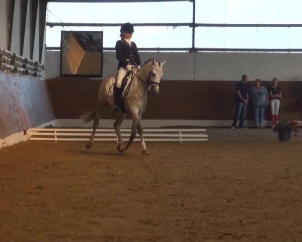 dressage horse Dauer Power J (German Riding Pony, 2006, from Daddy's Surprise)