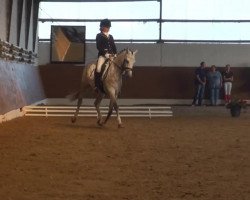 dressage horse Dauer Power J (German Riding Pony, 2006, from Daddy's Surprise)