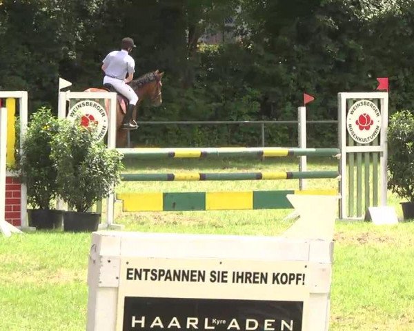 Springpferd Allegro Amico (Württemberger, 2000, von Alcazaro)