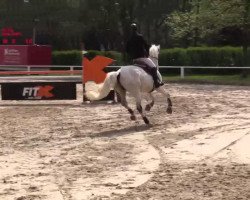 jumper Effe 2 (Holsteiner, 2005)