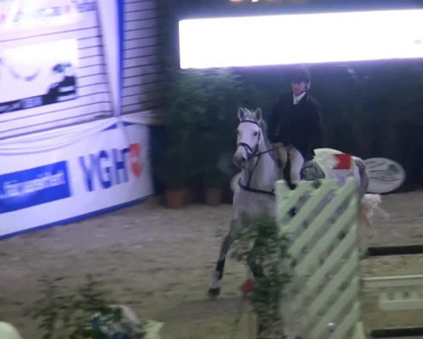 jumper Candylla GL (Westphalian, 2004, from Capitol III)