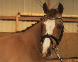 dressage horse Melvin (Pony without race description, 2006, from Matchello)