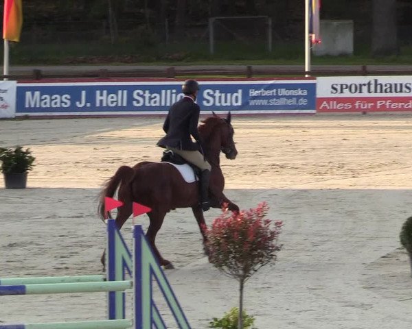 Reitturnier Westergellersen 2021