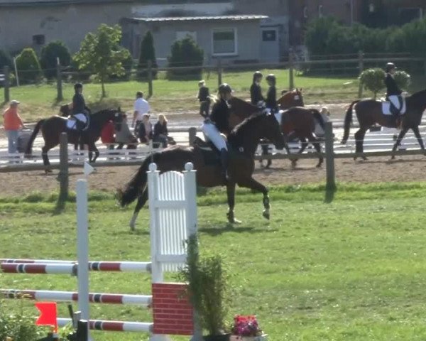 jumper Galiano 16 (Westphalian, 2004, from Galiani)