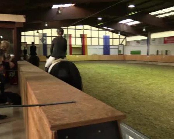 dressage horse Roosevelt 31 (Hanoverian, 1999, from Raphael)