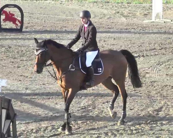 jumper Newcomer 10 (Holsteiner, 2003, from Newton)