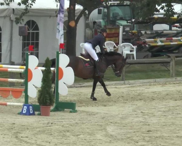 broodmare Minura (Thuringia, 2002, from Semper Odem) broodmare Minura (Thuringia, 2002, from Semper Odem)