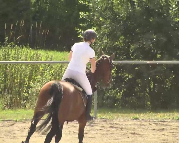 broodmare Cassandra 248 (Oldenburg, 2003, from Curacao I)