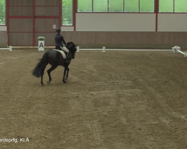 Reitturnier Borken-Gestüt Forellenhof 2021