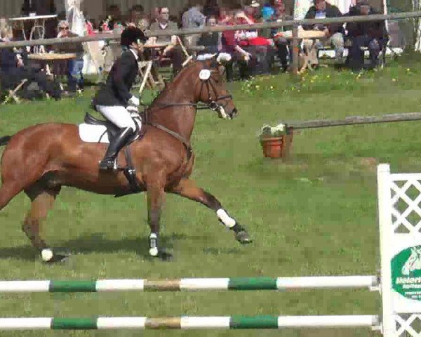 jumper Herbstfeuer 8 (Trakehner, 2006, from Heops)