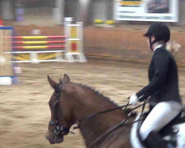broodmare Vivana (Holsteiner, 2005, from Quinar)