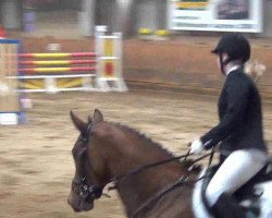 broodmare Vivana (Holsteiner, 2005, from Quinar)