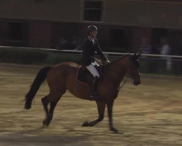 jumper Mr. Eduart (KWPN (Royal Dutch Sporthorse), 2003, from Tripoli H)