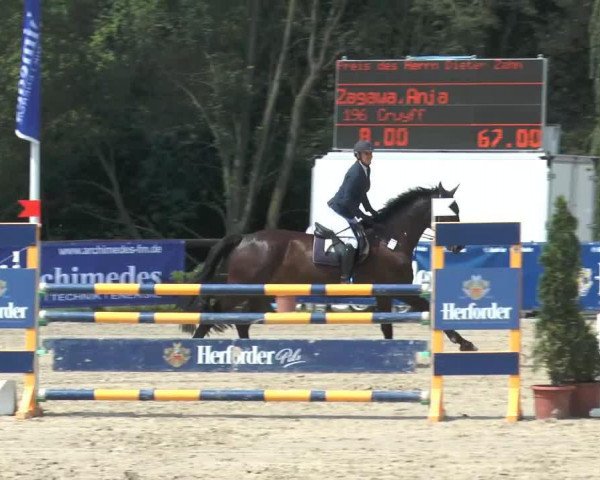 jumper Cruyff (Holsteiner, 2006, from Cartani 4) jumper Cruyff (Holsteiner, 2006, from Cartani 4)