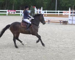 jumper Queridomio (Bavarian, 2001, from Quality Boy)
