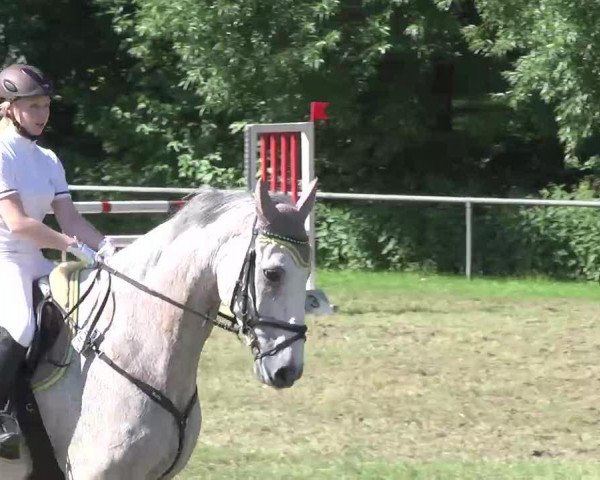 Springpferd Coburger 2 (Holsteiner, 2002, von Caretino)