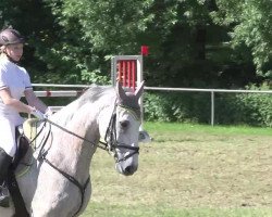 jumper Coburger 2 (Holsteiner, 2002, from Caretino)