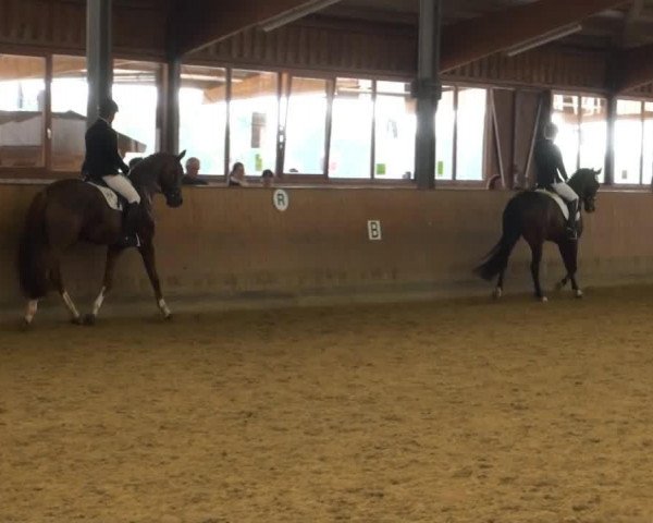 horse Farfarello 14 (Rhinelander, 2005, from Fiderhit)