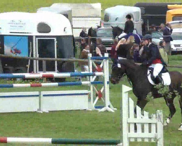 jumper Gemino 2 (Hanoverian, 2004, from Germany)
