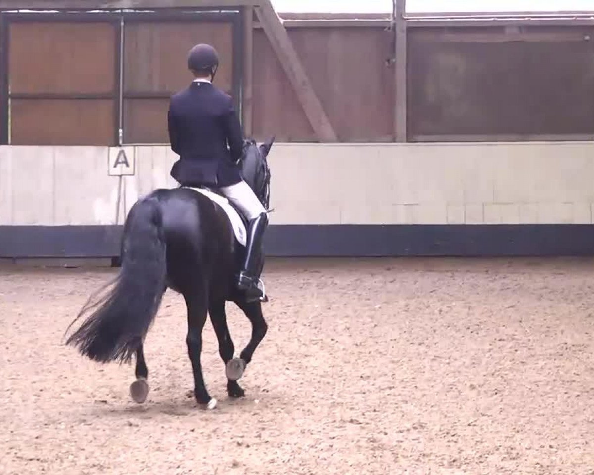 Cavallo da Dressage Rasputin 511 (Württemberger, 2003, di Rubin Royal OLD)
