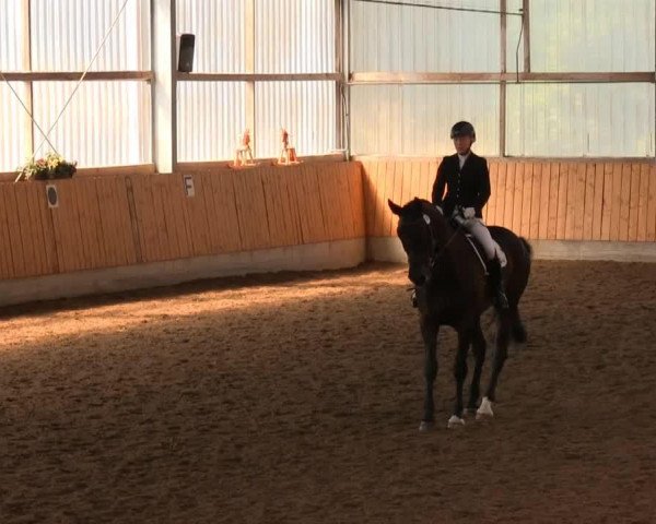 dressage horse Charly der Große (Westphalian, 2004, from Charisma)