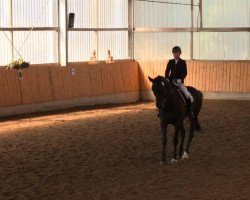 dressage horse Charly der Große (Westphalian, 2004, from Charisma)