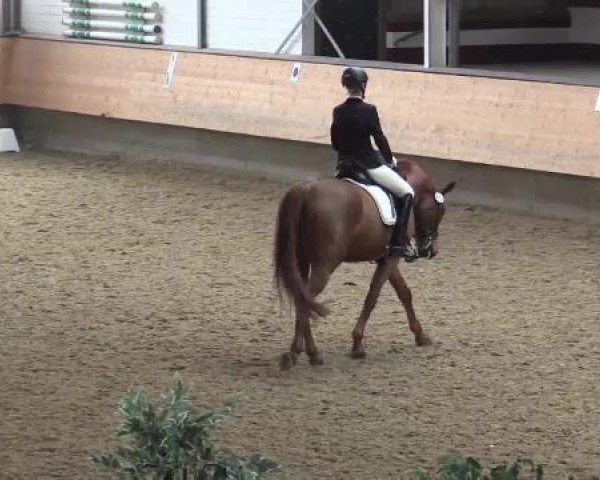 dressage horse Frederique le Grande (Westphalian, 1997, from Freudenprinz) dressage horse Frederique le Grande (Westphalian, 1997, from Freudenprinz)