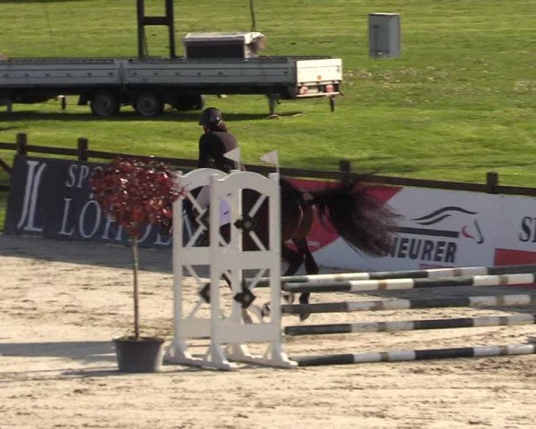 Reitturnier Westergellersen 2021