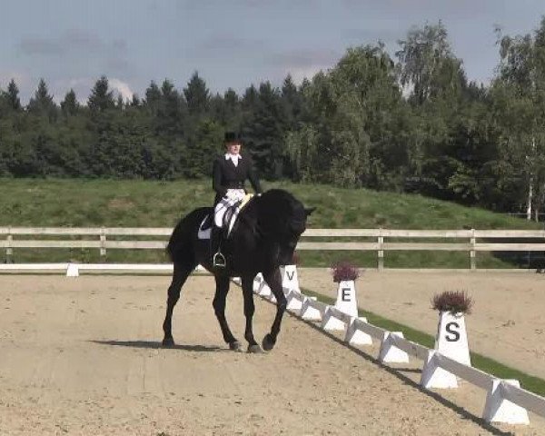 dressage horse Sir Henry 144 (Westphalian, 1999, from Sir Schölling)