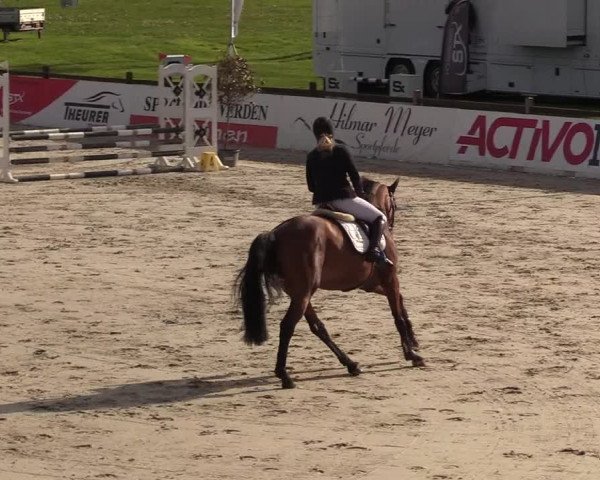 Reitturnier Westergellersen 2021