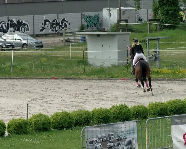 Reitturnier Basel Schänzli 2021