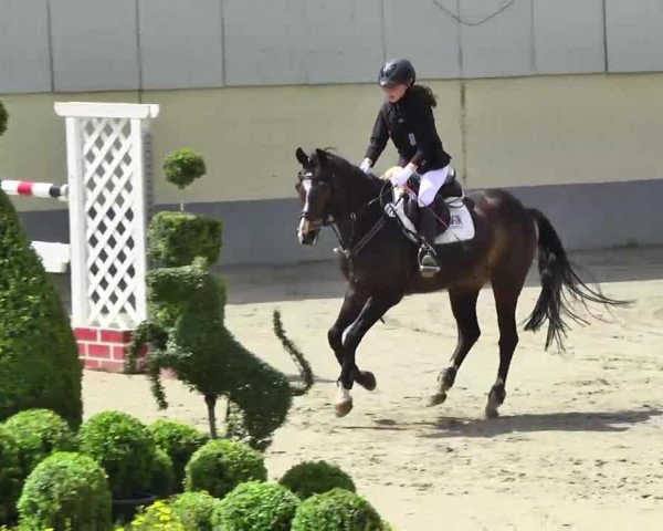 jumper Napoleon 399 (German Riding Pony, 2000, from Night-Power)