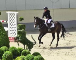 jumper Napoleon 399 (German Riding Pony, 2000, from Night-Power)