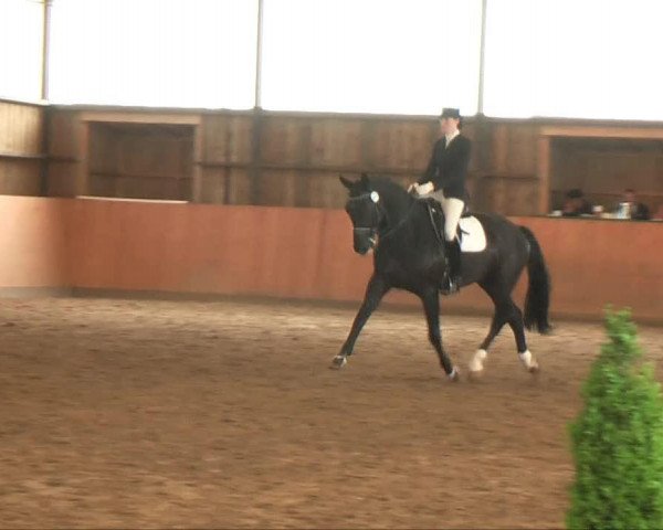 dressage horse Fendt (Westphalian, 2002, from Feinsinn)