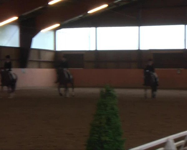 dressage horse Paris 68 (German Riding Pony, 1998, from Playboy) dressage horse Paris 68 (German Riding Pony, 1998, from Playboy)