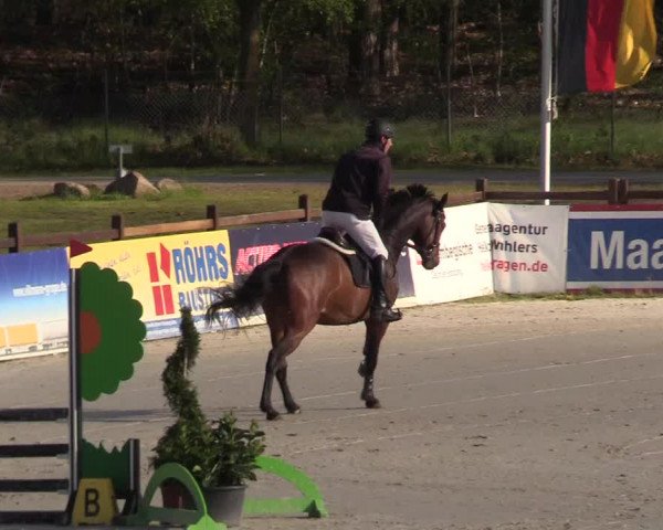 Reitturnier Westergellersen 2021