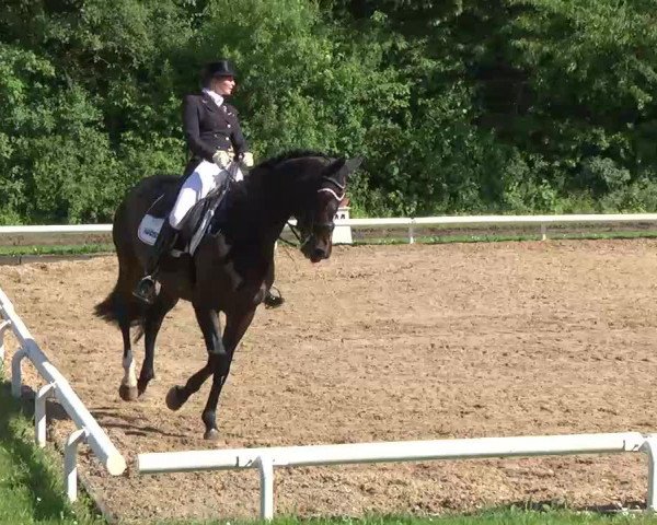 broodmare Alanta (Oldenburg, 2002, from Diamond Hit)