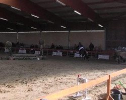 dressage horse Exedra 2 (Holsteiner, 1999, from Exkurs)