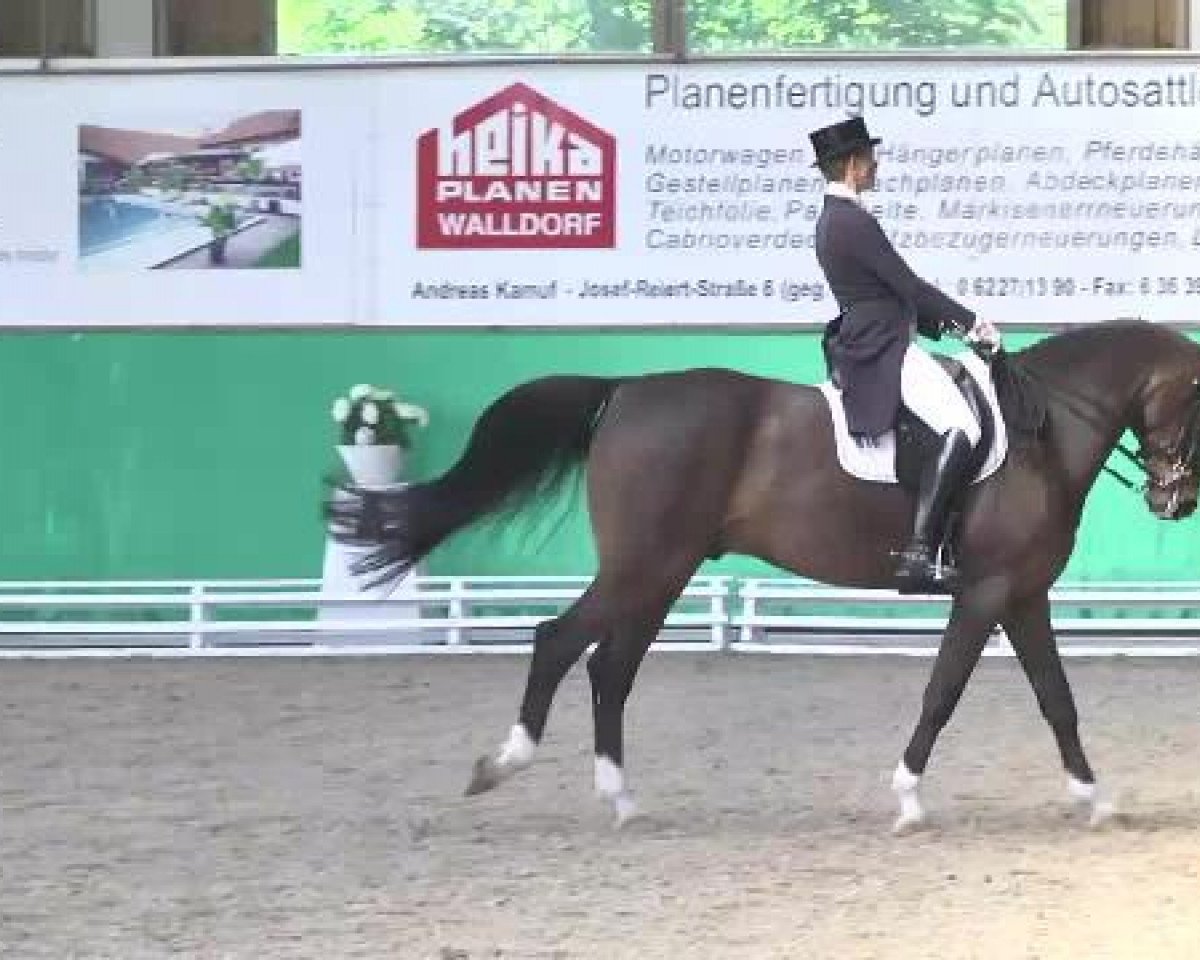 Dressurpferd Baudolino (Hannoveraner, 1998, von Convoi)