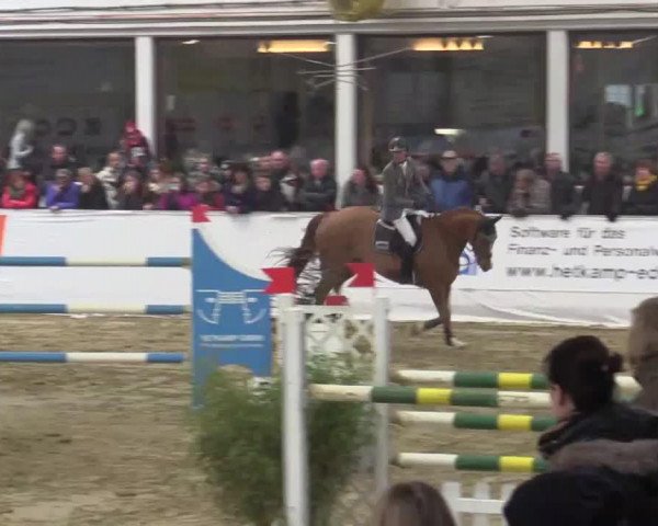 jumper Lucky Luke O (Oldenburg show jumper, 2006, from Ludwig von Bayern 168 FIN)