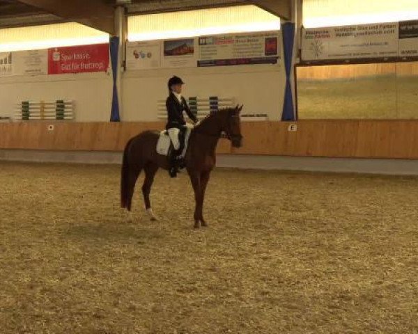 dressage horse Filia Contenta (Hanoverian, 2010, from Fidertanz)