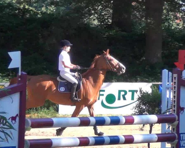 jumper Chrysander 2 (Holsteiner, 1998, from Chambertin)