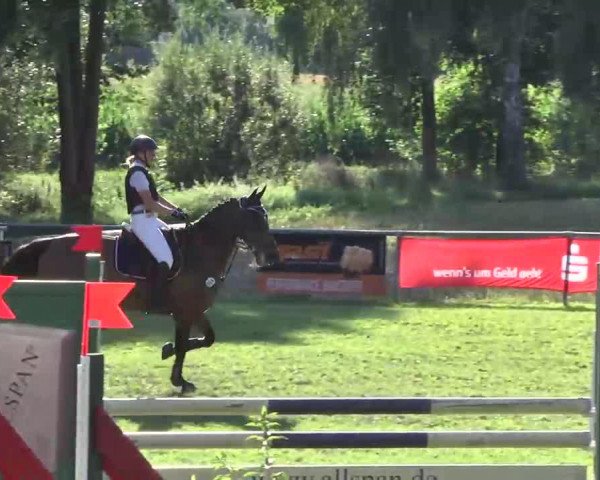 jumper Camiro 18 (Holsteiner, 1995, from Cascadeur)
