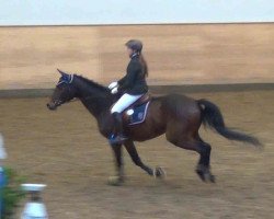 jumper Cedric 41 (Holsteiner, 2005, from Com Air I)