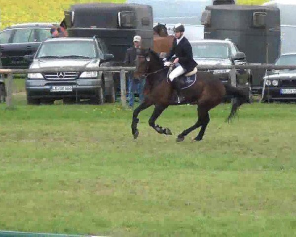 jumper Floriano 42 (Holsteiner, 2002, from Florestan I)