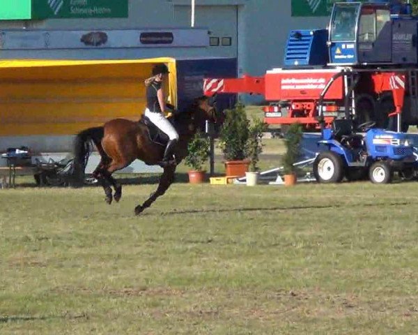 stallion Chalabre I (Zweibrücken, 2002, from Carnando)